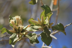 Nahuatlea arborescens