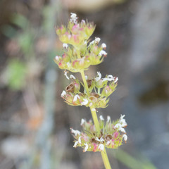 Plectritis ciliosa
