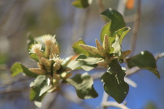 Nahuatlea arborescens
