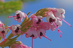 Erica lavandulifolia