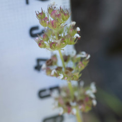 Plectritis ciliosa