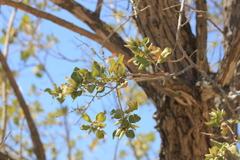 Nahuatlea arborescens