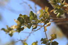 Nahuatlea arborescens