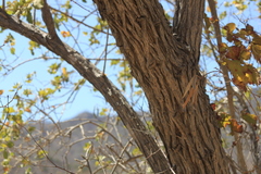 Nahuatlea arborescens