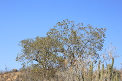 Nahuatlea arborescens