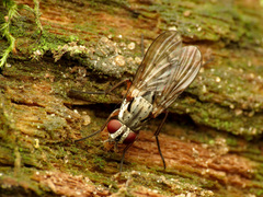 Eustalomyia vittipes