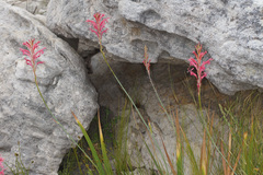 Tritoniopsis antholyza