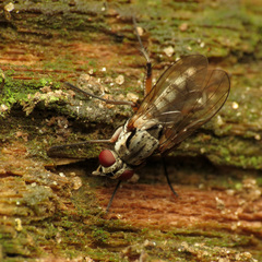 Eustalomyia vittipes
