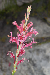 Tritoniopsis antholyza