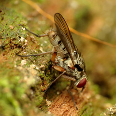 Eustalomyia vittipes