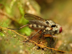 Eustalomyia vittipes