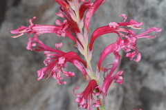 Tritoniopsis antholyza