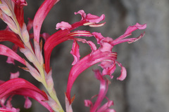 Tritoniopsis antholyza