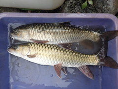 Spinibarbus hollandi