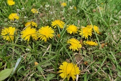 Taraxacum officinale
