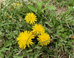 Taraxacum officinale