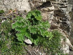 Heracleum leskovii