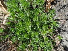 Veronica multifida
