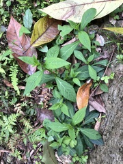 Veronicastrum loshanense