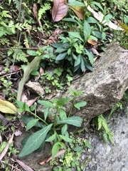 Veronicastrum loshanense