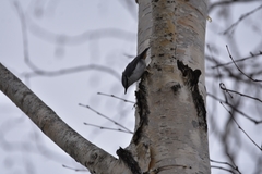 Sitta europaea albifrons