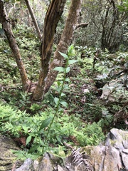 Veronicastrum loshanense