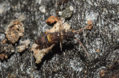 Orchesella cincta argyrotoxa