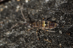 Orchesella cincta argyrotoxa