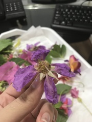 Lagerstroemia speciosa