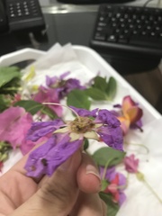 Lagerstroemia speciosa