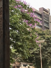 Lagerstroemia speciosa