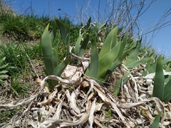 Iris furcata