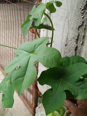 Jatropha podagrica