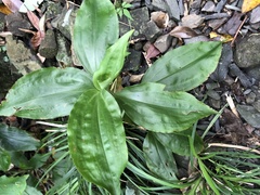 Goodyera rubicunda