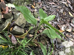 Goodyera rubicunda