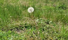 Taraxacum officinale