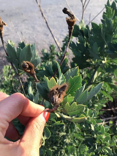 iNaturalist observation photo of Coulter's matilija poppy