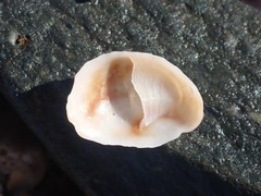 Bostrycapulus pritzkeri