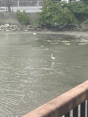 Egretta garzetta