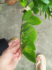 Zamioculcas zamiifolia