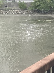 Egretta garzetta