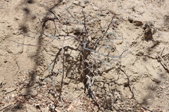 Coursetia glandulosa