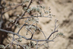 Coursetia glandulosa