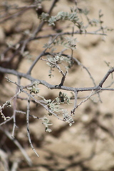 Coursetia glandulosa