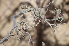 Coursetia glandulosa