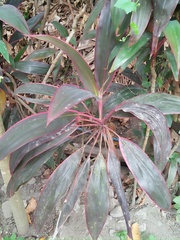 Cordyline fruticosa