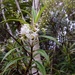 Veronica corriganii - Photo (c) bbi2, μερικά δικαιώματα διατηρούνται (CC BY-NC), uploaded by bbi2