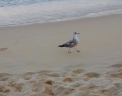 Larus californicus