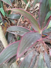 Cordyline fruticosa
