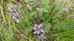 Gueldenstaedtia verna